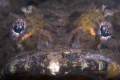 Crocodile Fish head on, taken at Tufi Dive Resort