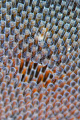 Bryozoans on a kelp frond - up close and personal.

Nikon D200 in Nexus housing, 2x Inon Z-240 strobes, 105mm VR w/2x teleconverter.