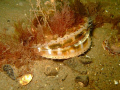Scallop with camouflage