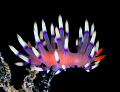 looks like from out of space.... a picture of a very wonderful nudibranch flabelina exoptata.