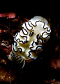 Friily Nudi 
This nudi was taken at Fairy Bower Manly NSW. It was taken using a flash and touched up by adding shadows. I manually edited the white balance and cropped the image.
