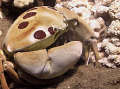 Crab,,,,,mala ramp,lahaina,maui