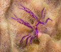 Squat Hairy Lobster on a barrel sponge in Anilao, Philippines.