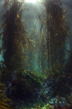 Kelp forests capture my imagination far more then any reef. Theres something mysterious and magical about them. I had this shot in my minds eye for a while and was just lucky the conditions allowed me to pull it off. Nikon d80, 18-55mm, natural light
