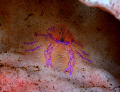 A hairy pink squat lobster in his natural habitat!