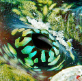 exceptional fluorescent coloration of a giant clam's open valve; cropped view.