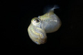 A southern Australian dumpling squid in mid water.  Photographed in Port Phillip Bay, Victoria, Australia.  Nikon D80, 60mm macro, ds 51 strobe.