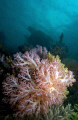 Soft corals at Phi Ley Wall, Phi Phi Islands, on a good-viz-day