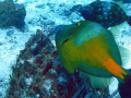 Spotted Triggerfish