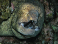 Yellowmargin Moray off the Kohola coast , Hawaii.
I wanted to get up close and personal with this gentle giant. 