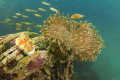 Nudi posing just right with anemone on Sunken Boat Reef at Palau Payar, Langkawi. Tokina 10-17mm with 2 strobes
