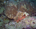 Here is a stonefish sitting off of maeda point in Okinawa