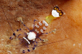Carpet anemone commensal shrimp