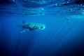Whale shark feeding in diffused light - Ningaloo Bay Australia.
