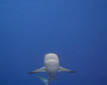 Caribbean Reef Shark makes an approach.