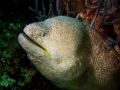 Shot with Panasonic TZ3, with the Panasonic Marine Case, 
huge fat  Eel with a smiling face!!