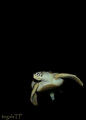 A sea turtle...Canon EOS 400D with a Tokina 10-177mm wide lens, Sea and Sea Housing and a Sea and Sea YS-250 pro strobe...