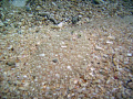 Where's the fish?  Two flatfish looking like sand.  Okinawa Japan MAMA-San beach.