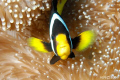 clown fish, NIKON D80 with SUBAL HOUSING, 60mm lens