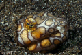 Snake eel, Canon EOS 400D with Sea and sea housing and strobes