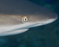 When the reef sharks get curious, and you've got your 105mm macro on the camera, this is what you get.
