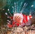 The splendour red of the Zebra lionfish ..Found in a mucky crevice@ Perhentian kecil . Shot with Canon G7,strobe & Hid light