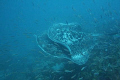 Two huge marble rays mating. Taken on the S.S Yongala.