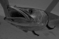 Big teeth rule /
This Barracuda had the luxury of not only having one cleaner  fish, but two for his disposal.
