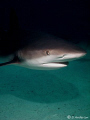 This big creature might have an eye on me! This photo of a Caribbean Reef Shark was taken off Nassau last Saturday. No dive trip to the Bahamas would be complete without seeing sharks.