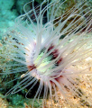 anemone looking like a beautiful flower, delicate n fragile amidst the muck @ Perhentian with Canon G7 & Inon strobe