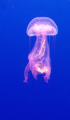 Floating Jellyfish.