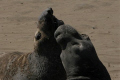 Young male elephant seals during molting season are having a discussion over space. Elephant seals spend 80% of their lives at sea. They come out of the water to breed, give birth and molt. 
