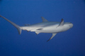 The Caribbean Reef Shark departs, but not for long.  Shyness was not on the menu.