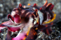 The flamboyant cuttlefish. Lembeh Streit.