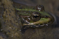 Common pond frog. Taken with Canon 40D and a 150 mm sigma lense. 