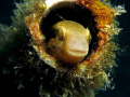 smiling blenny.. Canon A640 InonZ240