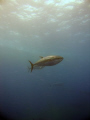 Tunas