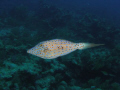 Scrawled Filefish French Reef in The Florida Keys Marine Sancuary off Key Largo