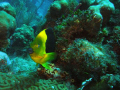 Rock Beauty shot on French Reef off  Key Largo in the National Marine Sanctuary