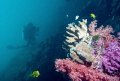 Diver gliding through reef, Anitas Reef, Similan Islands, Canon EOS 350d 18-55mm