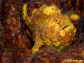 Yellow Frogfish poses , Bonaire, May 2008. Canon 400D, 60mm lens.