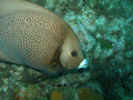 Gray Angle Fish shot on Molasis Reef in the Florida Keys Marine Sanctuary