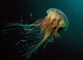 lions mane jellyfish 