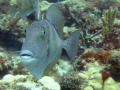 Curious Gray Triggerfish at Lauderdale-by-the-Sea. 
He followed me and came right up to my camera. 