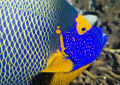 Blue face angelfish portrait. When the clown trigger is the LSD trip then this guy is the aquarelle. East of Eden, Similan Islands, Canon EOS 350d 18-55mm