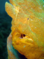 Frogfish ( Antennarius Commersonii) Lenbeth straight, Indonesia. Sony T1 camera 
