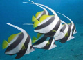 Longfin Bannerfish in formation, standing in the massive swell of the upcoming monsoon. Elephant Head Rock, Similan Islands, Canon EOS 350d 10-22mm