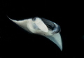 1st in a series of manta portraits I took in Hawaii