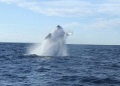 A unexpected breach by a humpback in Sydney Harbour.