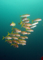 School of goatfish. Look at the guy on the left: 